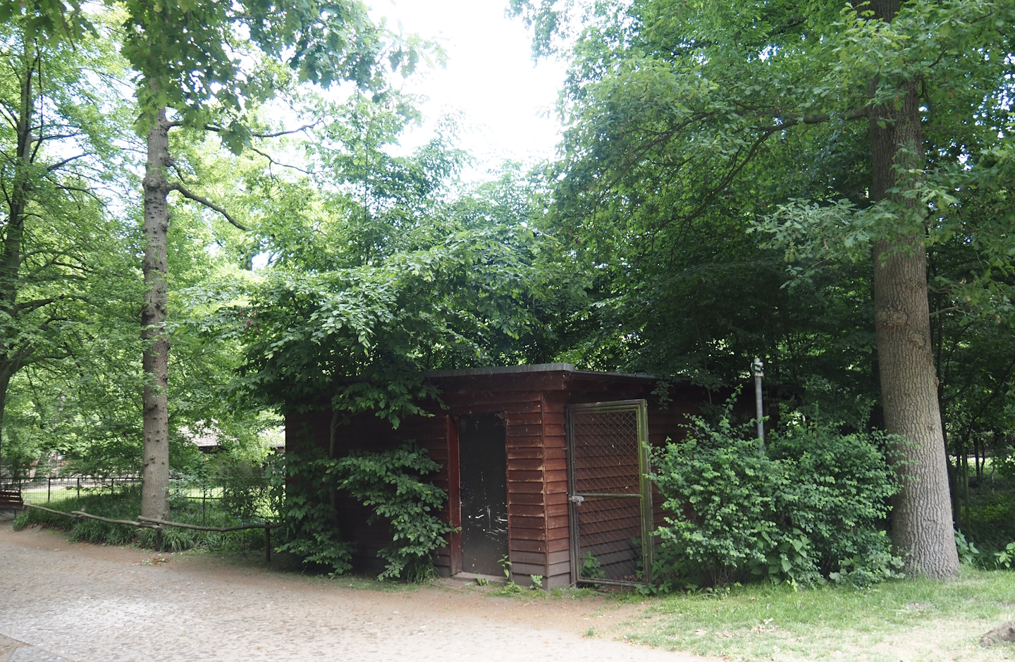Eastern grey crowned crane barn, 2025-05-22