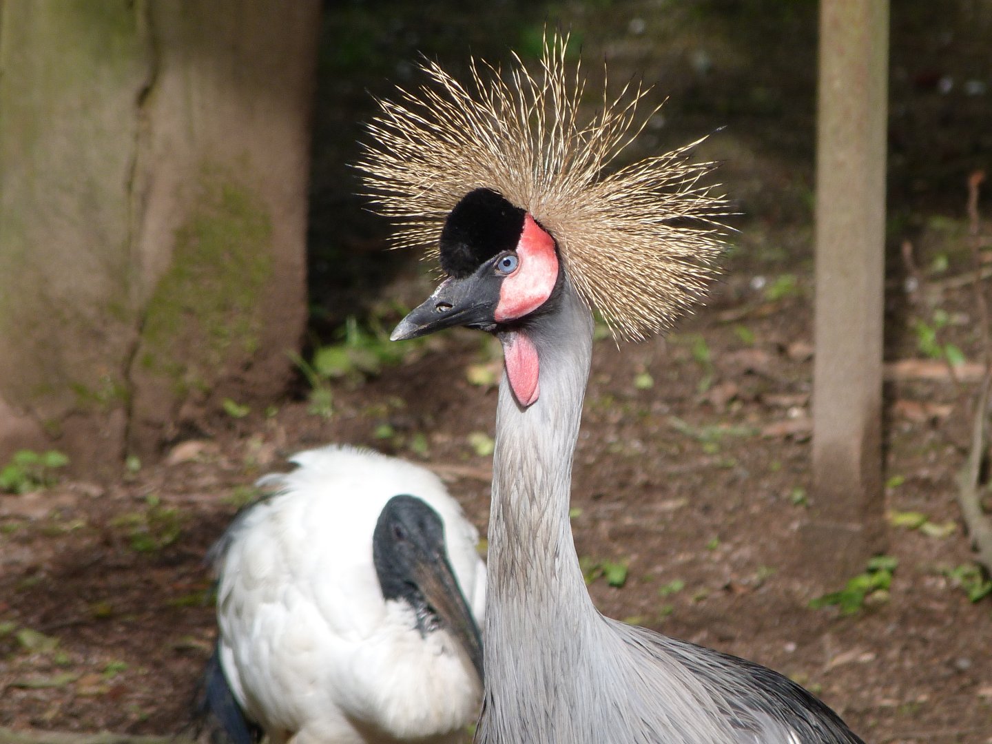 Eastern grey-crowned crane -Bioparc de Doué la Fontaine (2025)