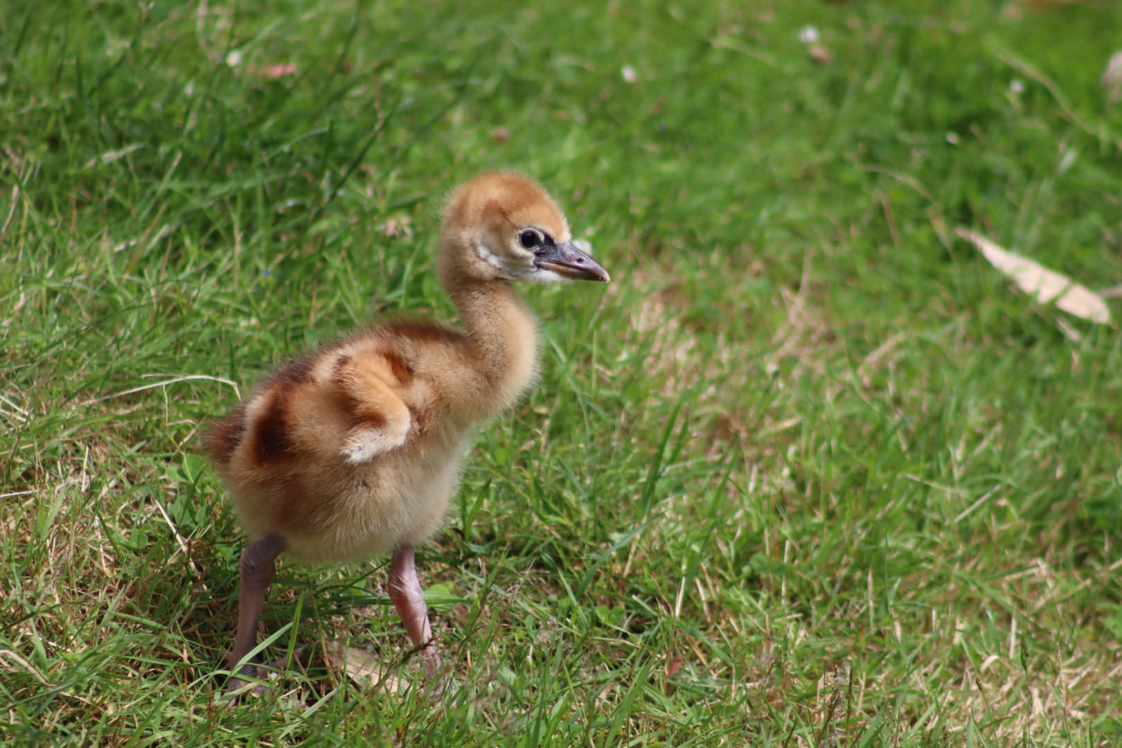 Eastern grey crowned crane chick - 1 July 2021