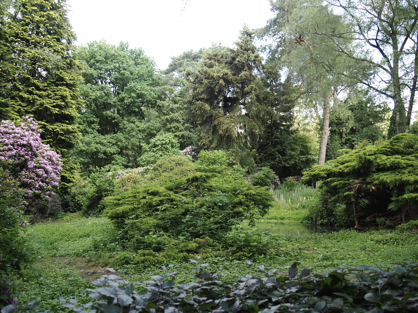 Eastern grey crowned crane exhibit, 2024-05-24