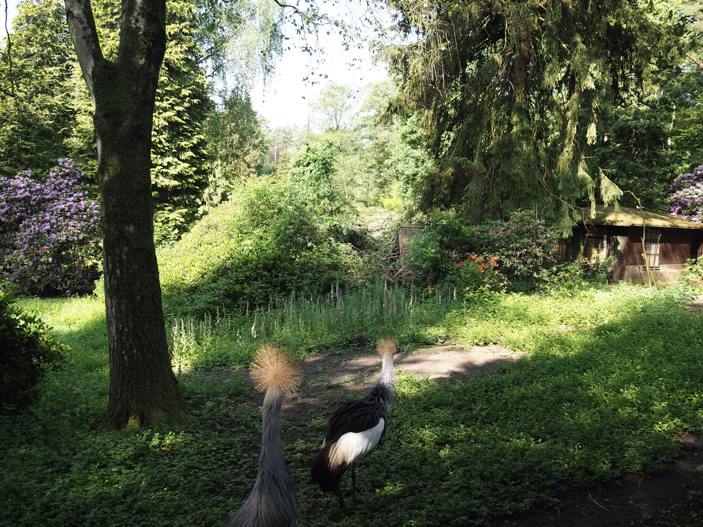 Eastern grey crowned crane exhibit, 2024-05-24