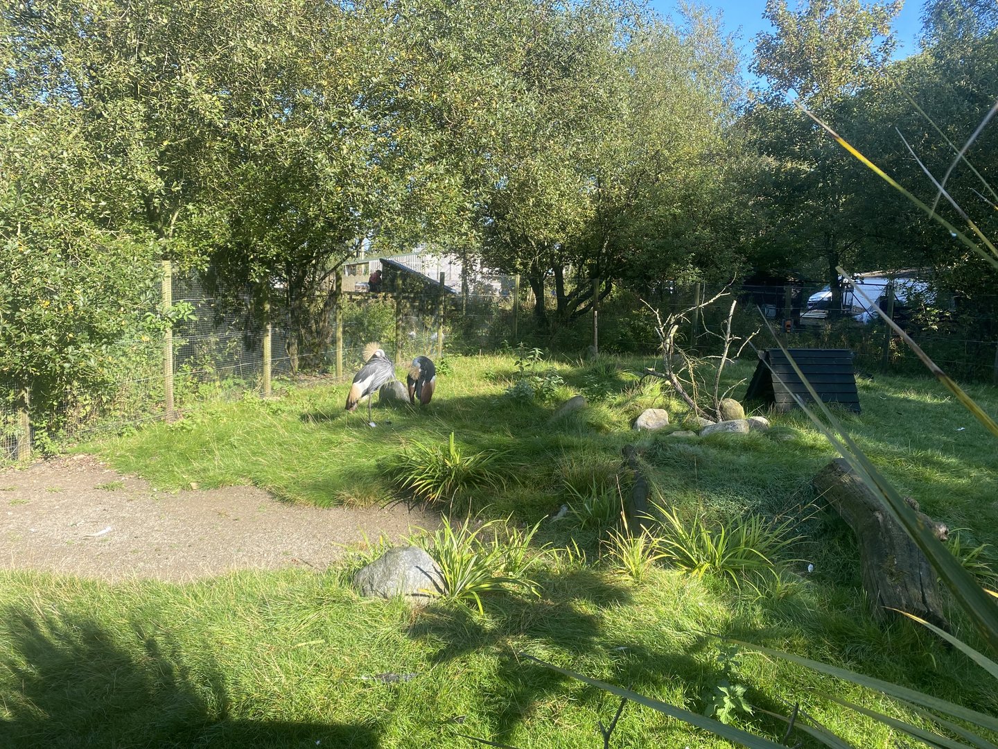 Eastern grey-crowned crane exhibit 230922