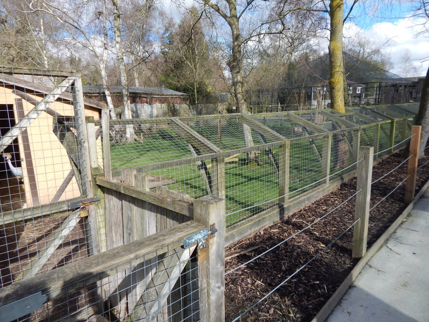 Eastern grey crowned-crane/Kirk's dik-dik habitat 040324