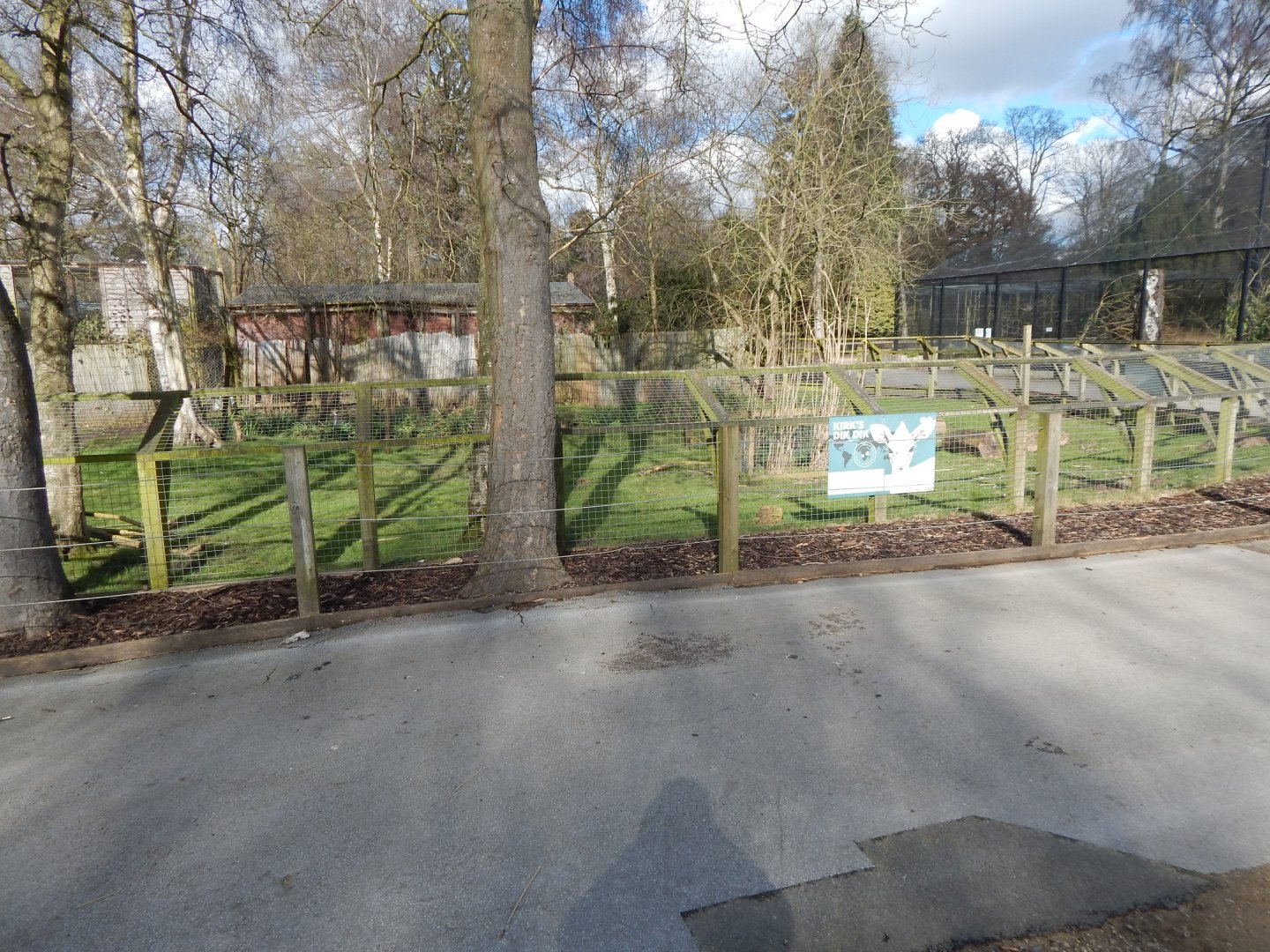 Eastern grey crowned-crane/Kirk's dik-dik habitat 040324