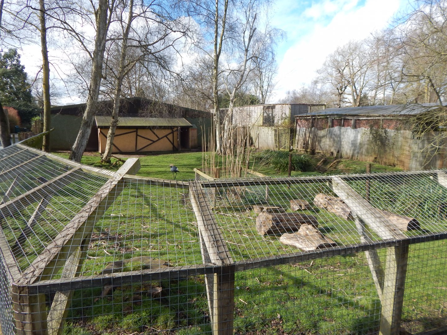Eastern grey crowned-crane/Kirk's dik-dik habitat 040324