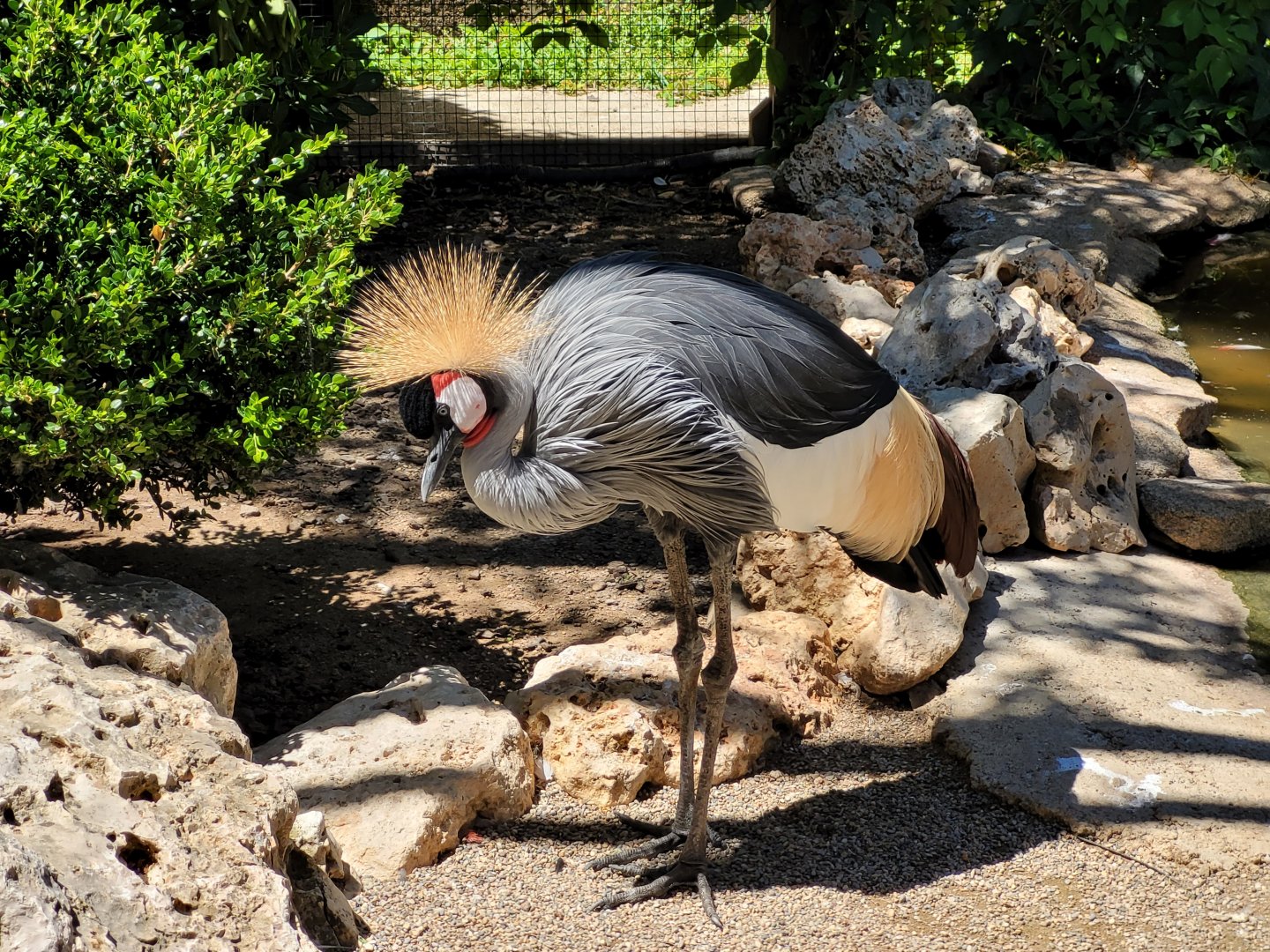 Eastern grey-crowned crane -Sendaviva (2024)