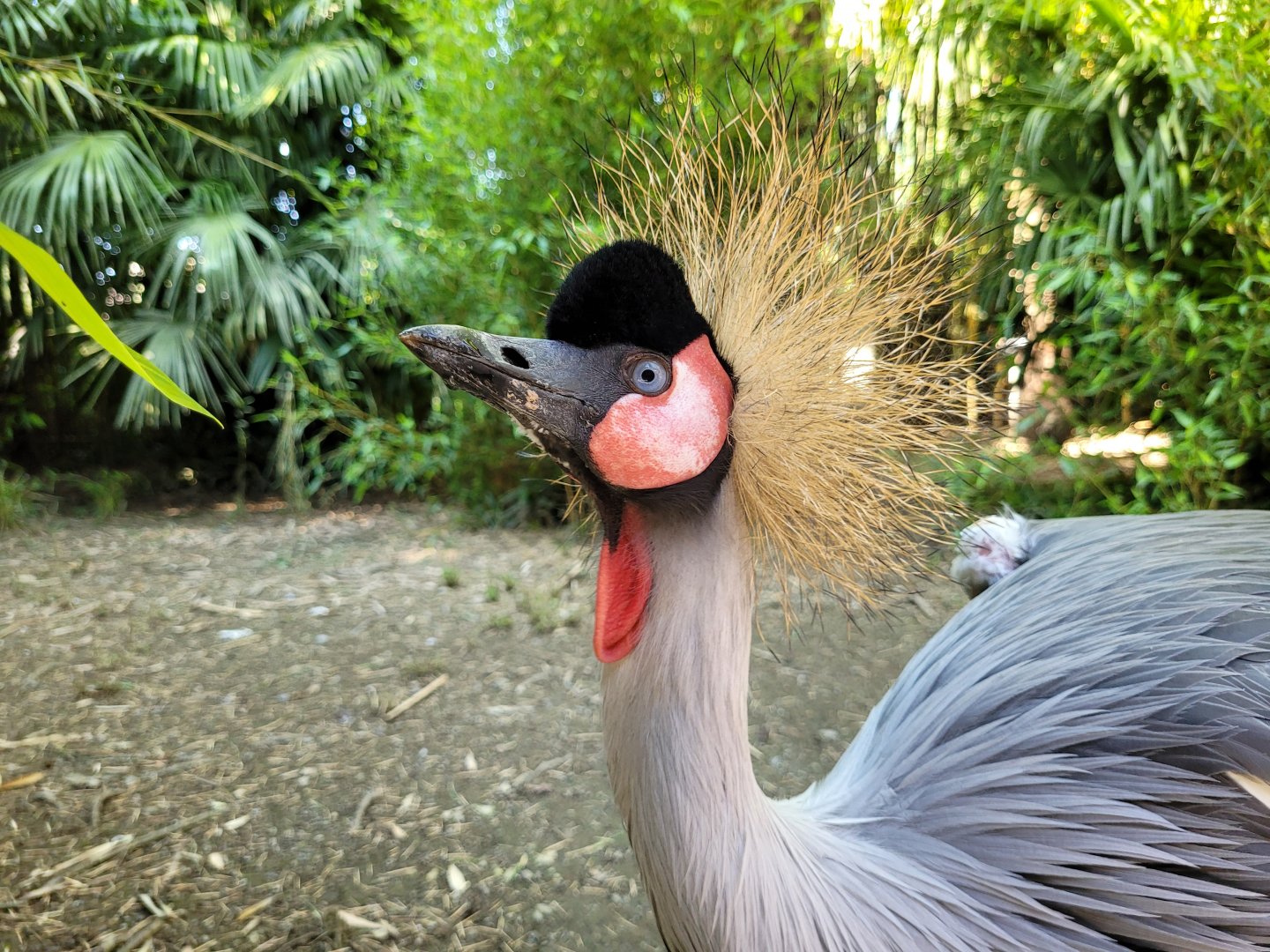 Eastern grey-crowned crane -Zoo d'Asson (2022)