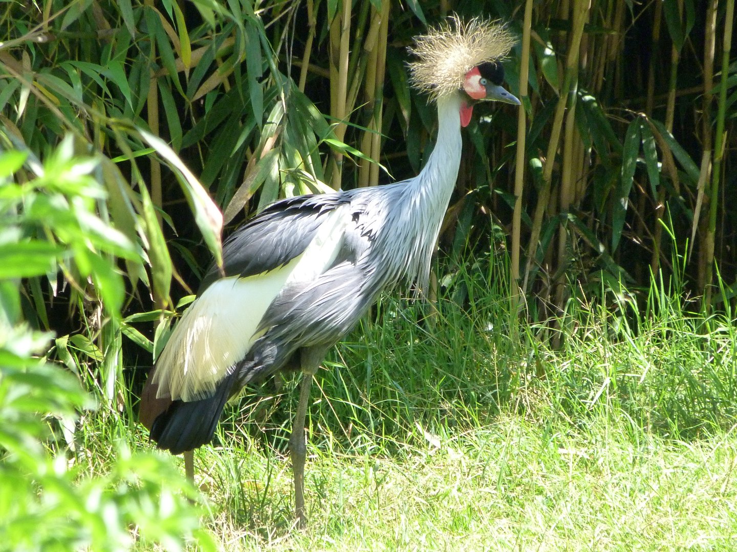 Eastern grey-crowned crane -Zoo d'Asson (2025)