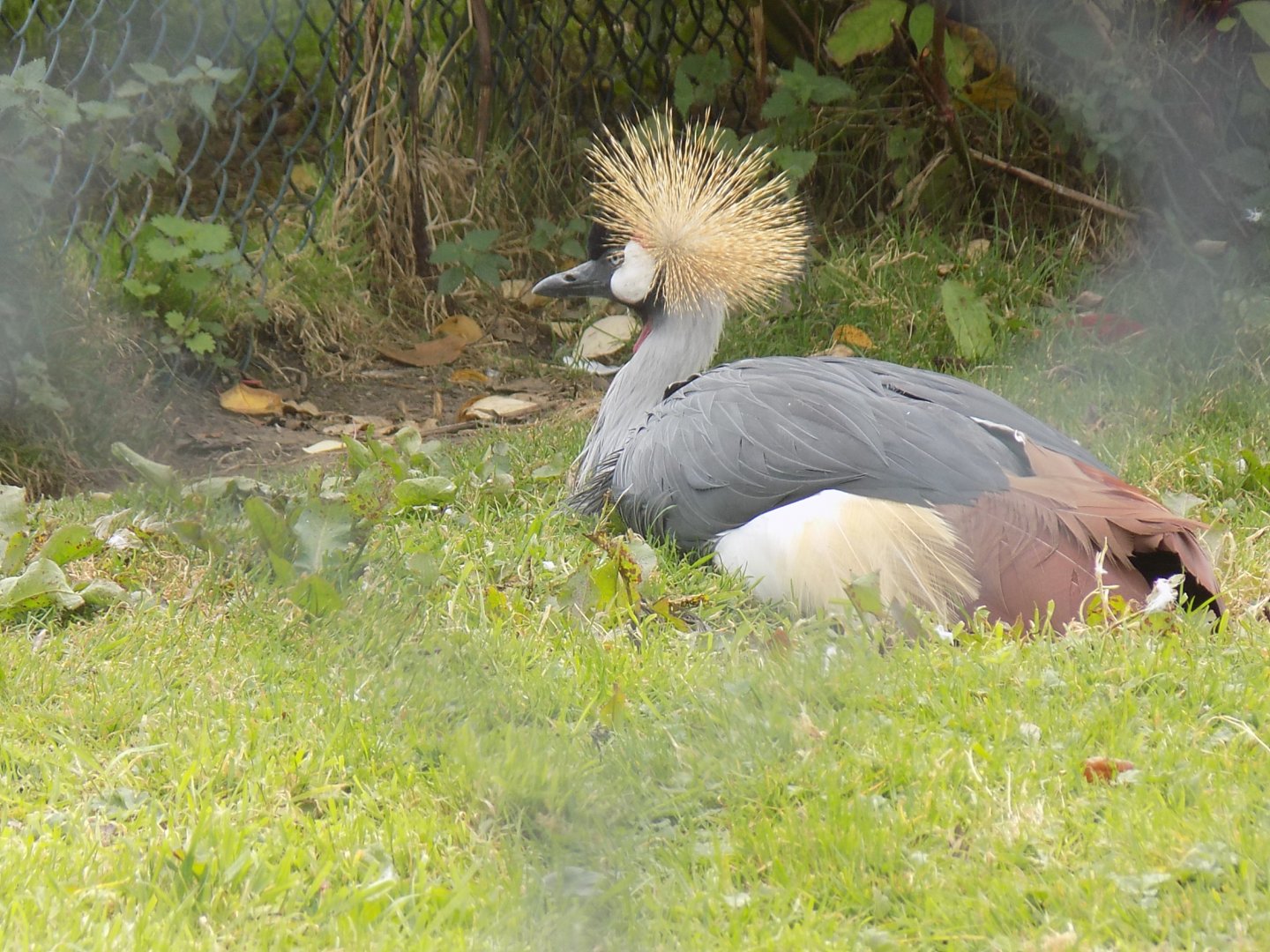 Eastern Grey Crowned Crane