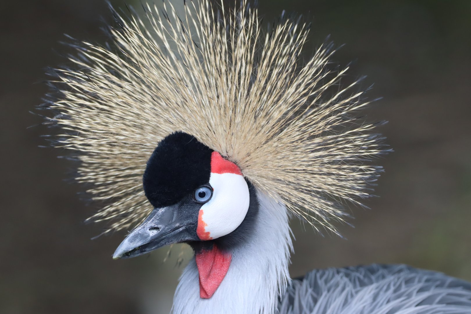 Eastern Grey-crowned Crane