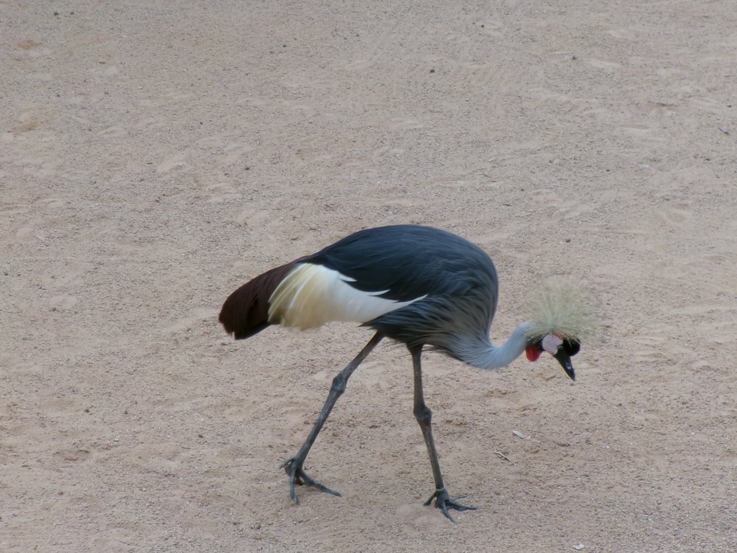 Eastern grey crowned crane