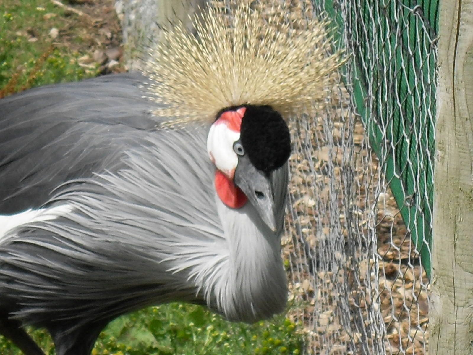 eastern grey crowned crane1 07/10