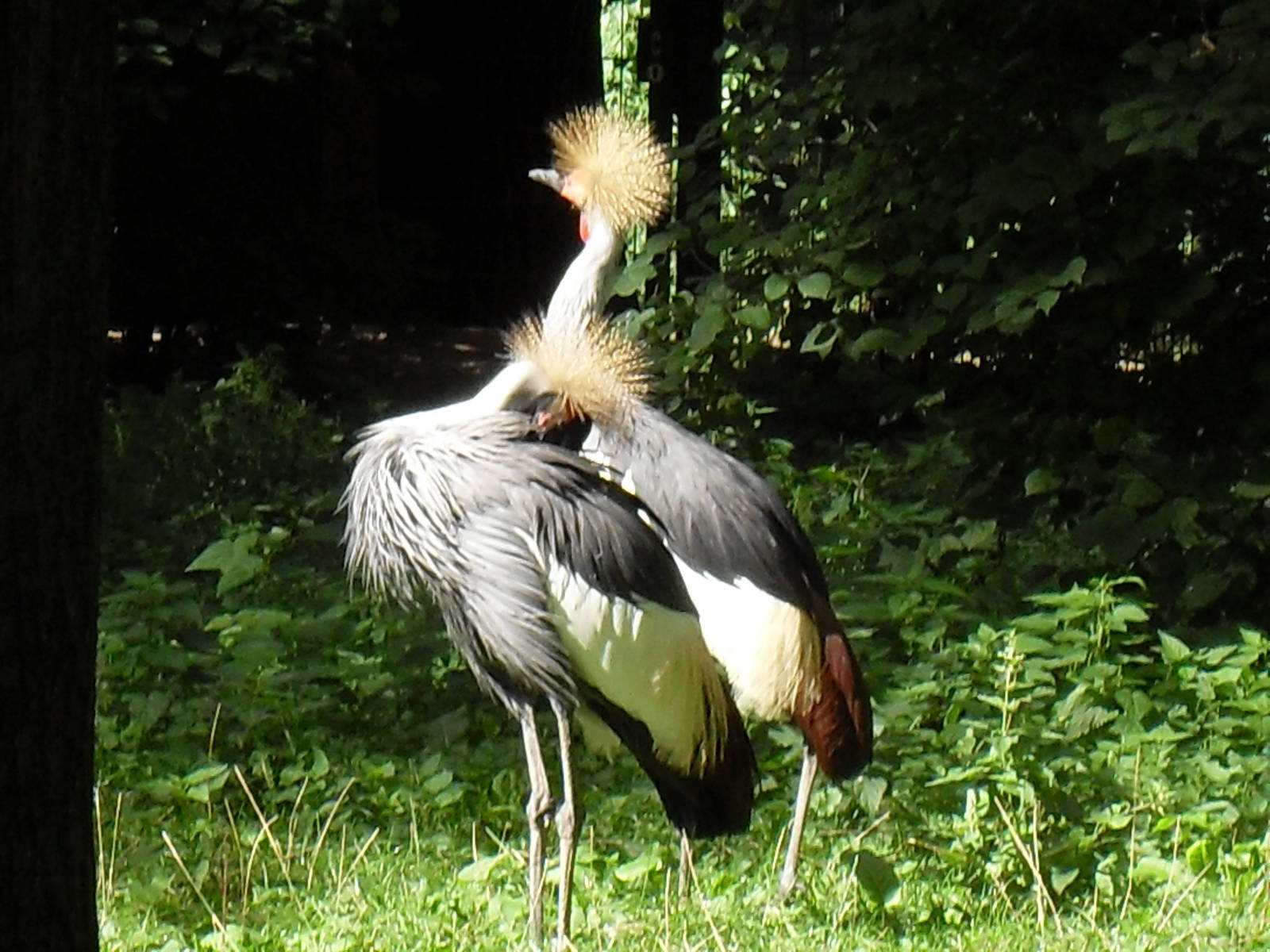 eastern grey crowned cranes 030910