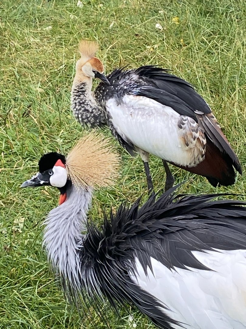 Eastern grey crowned-cranes 240721