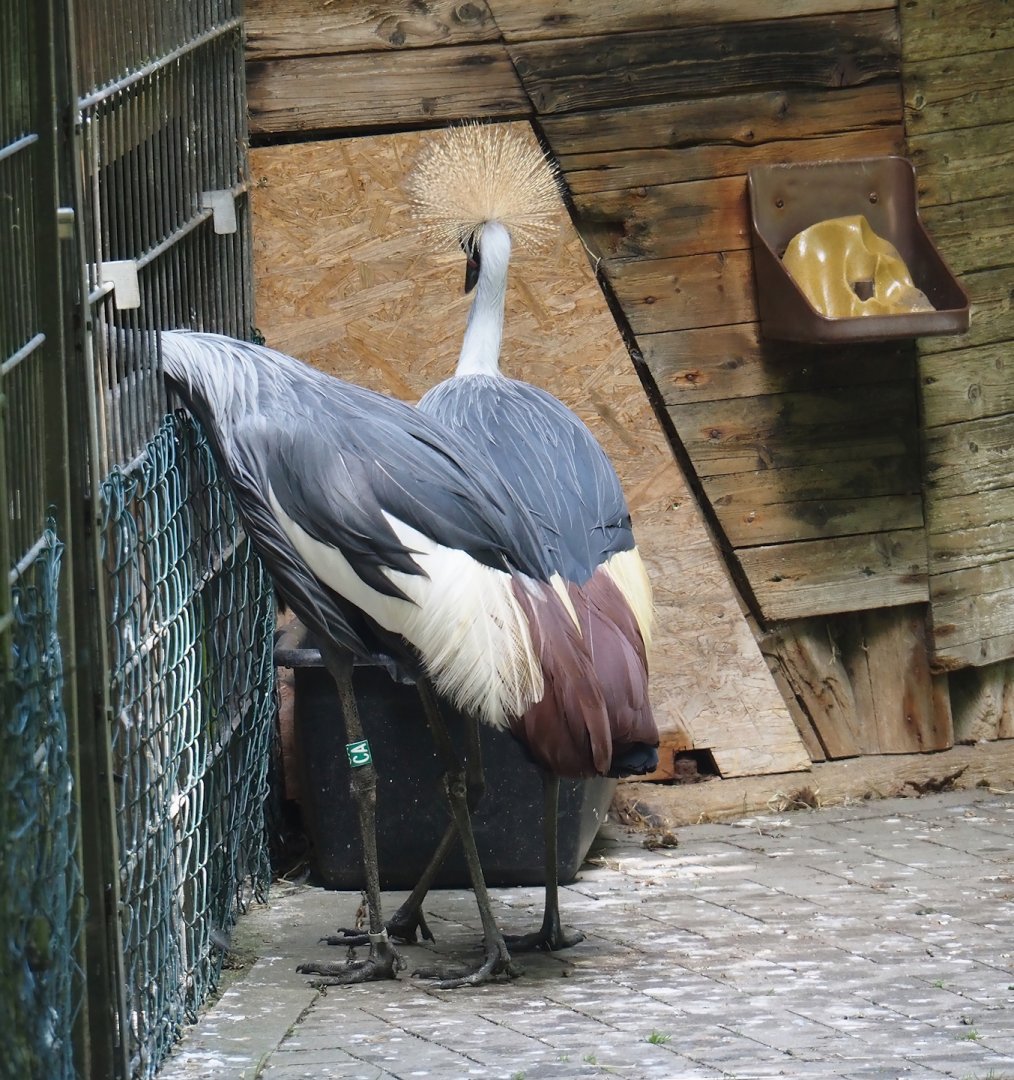 Eastern grey crowned cranes (Balearica regulorum gibbericeps), 2025-05-22