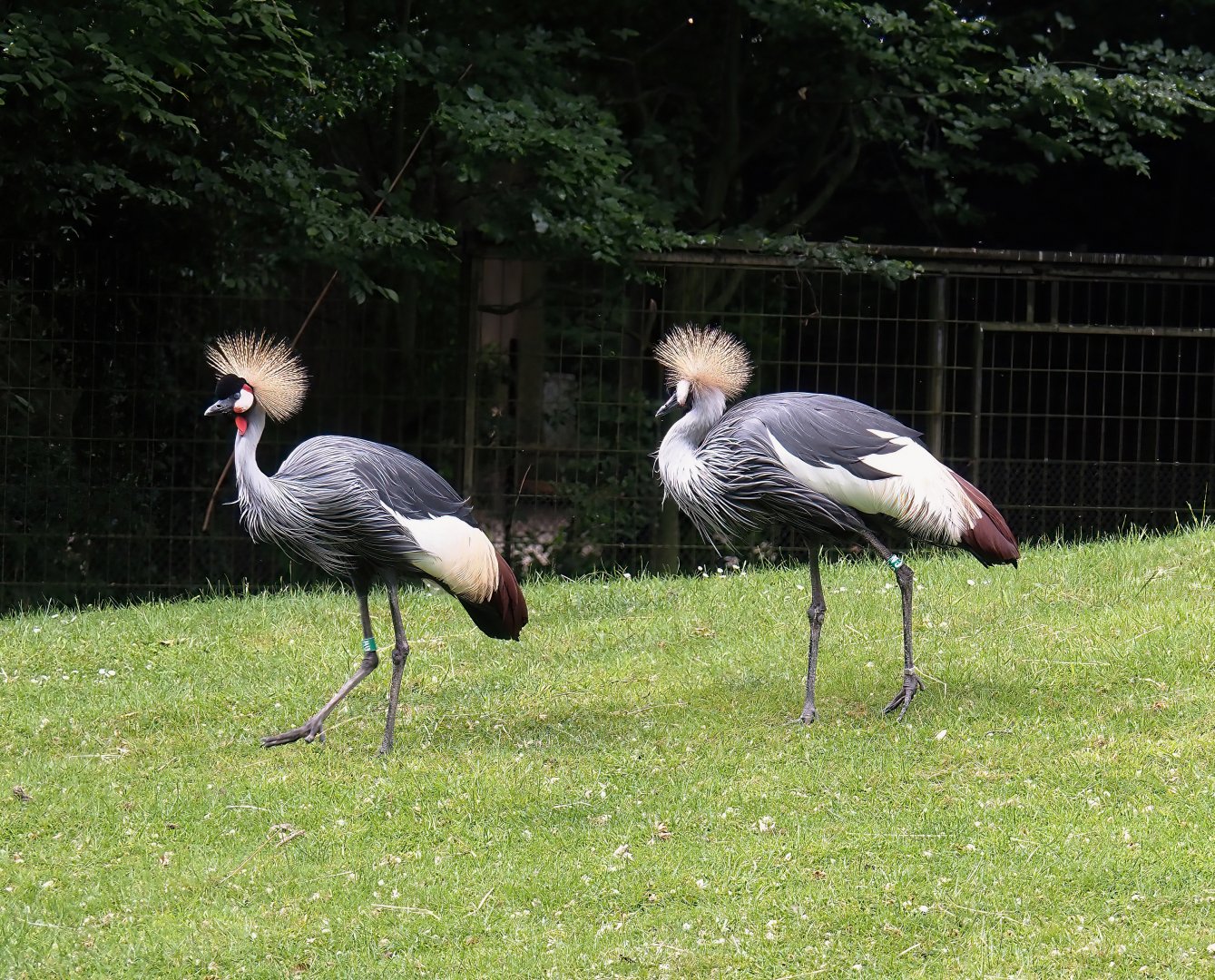 Eastern grey crowned cranes (Balearica regulorum gibbericeps), 2025-05-22