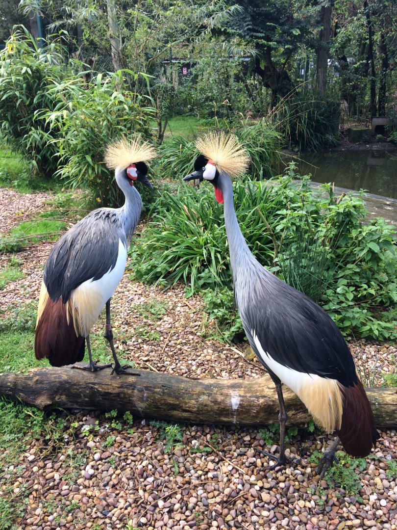 Eastern Grey Crowned Cranes