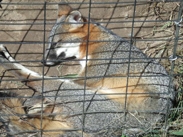 Eastern Grey Fox