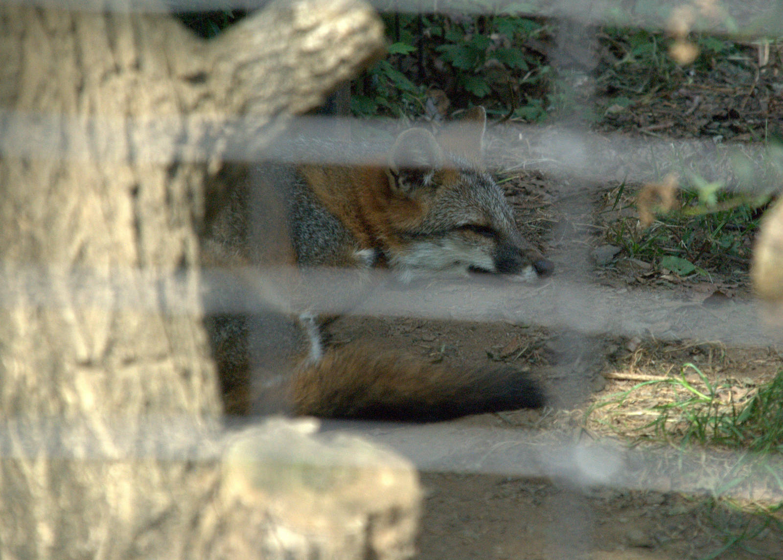 Eastern Grey Fox