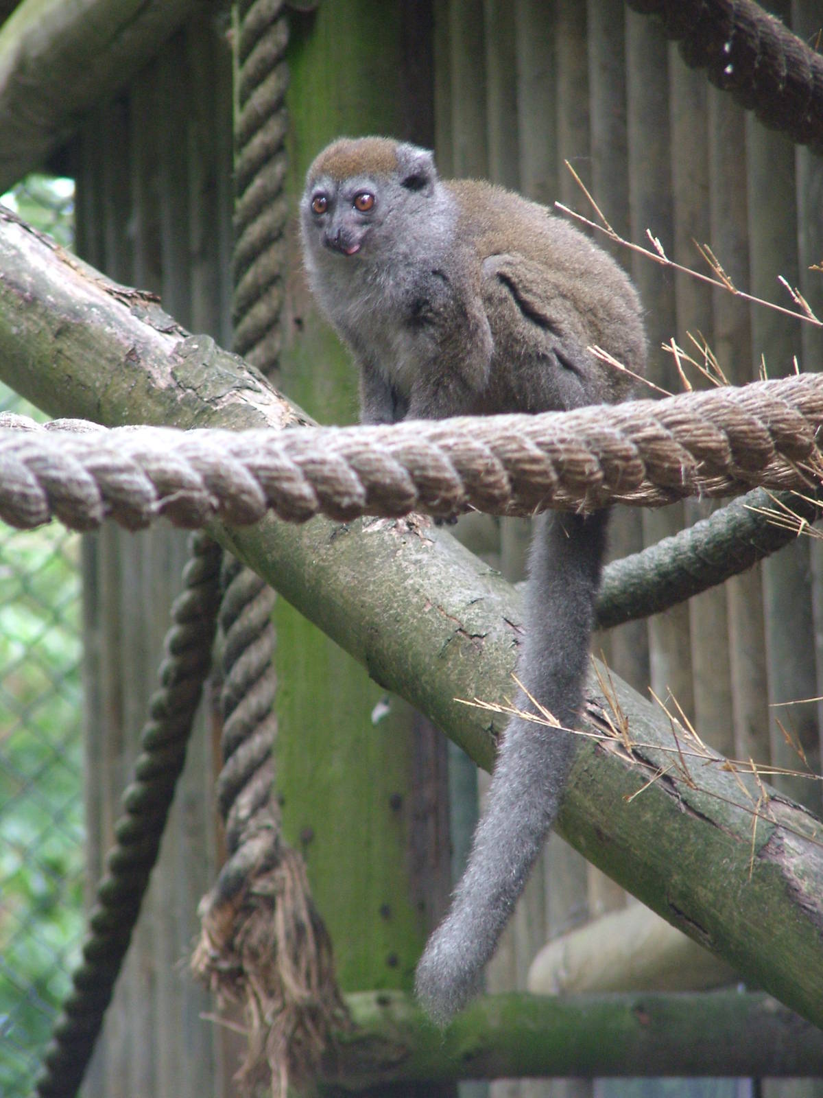 Eastern Grey Gentle Lemur at Port Lympne, 01/08/10