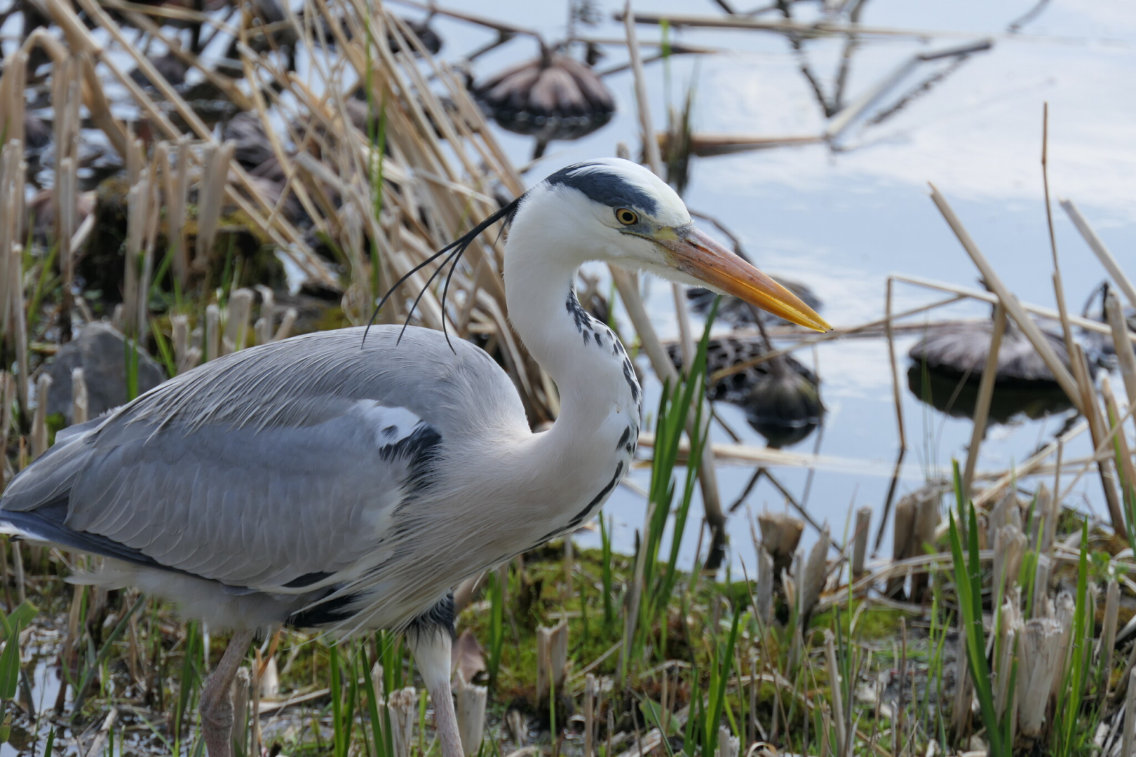 Eastern Grey Heron (Ardea cinerea jouyi)