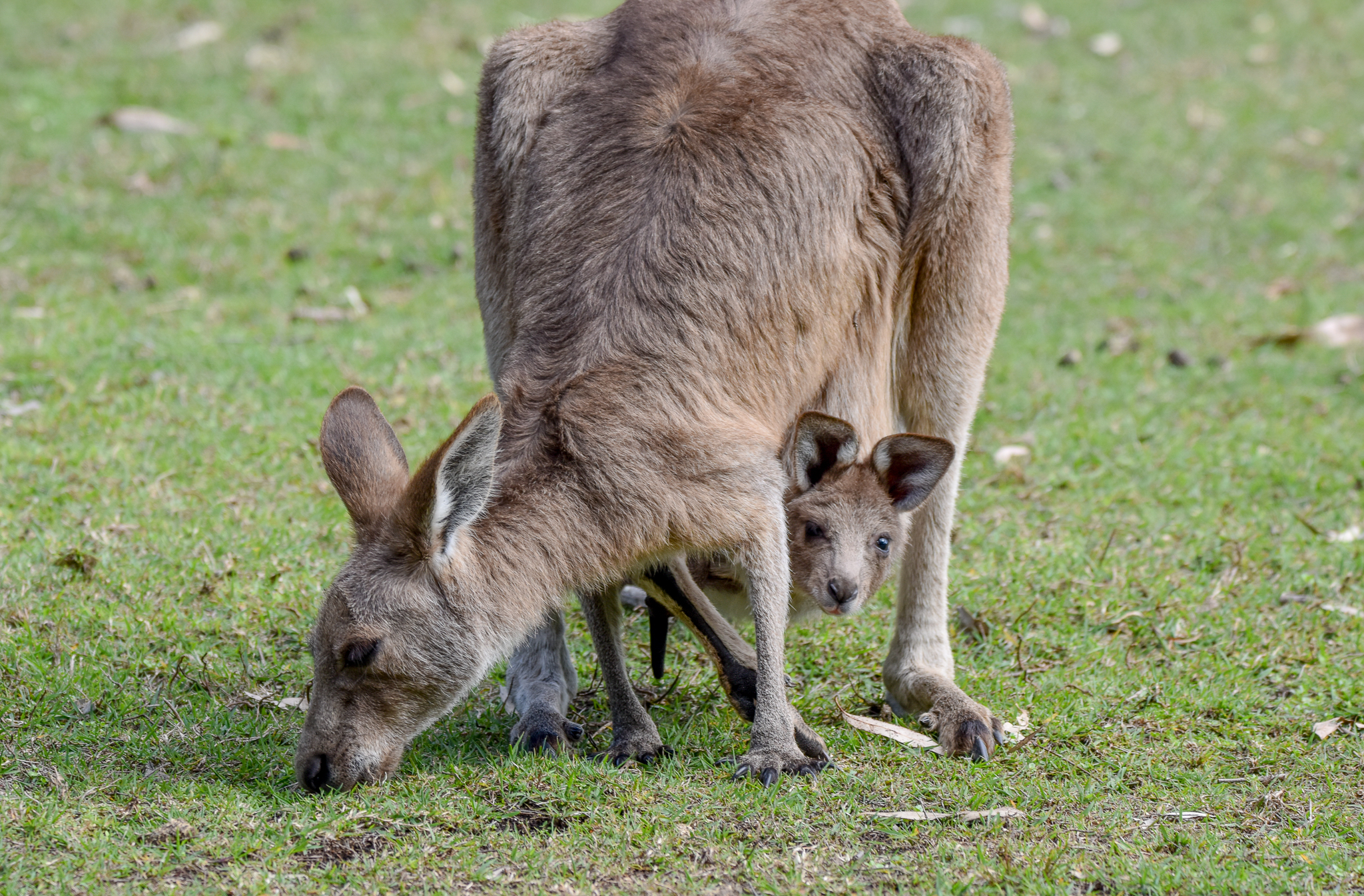 Eastern Grey Kangaroo and joey