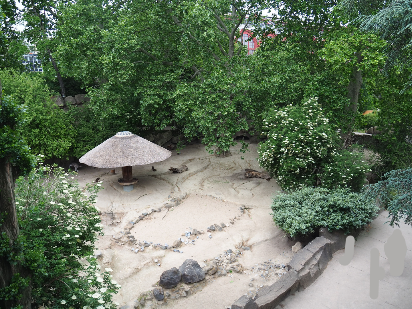 Eastern grey kangaroo and Parma wallaby paddock, 2020-05-24