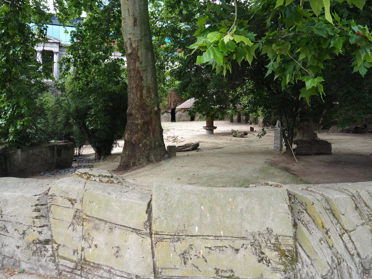 Eastern grey kangaroo and Parma wallaby paddock 2020-06-28