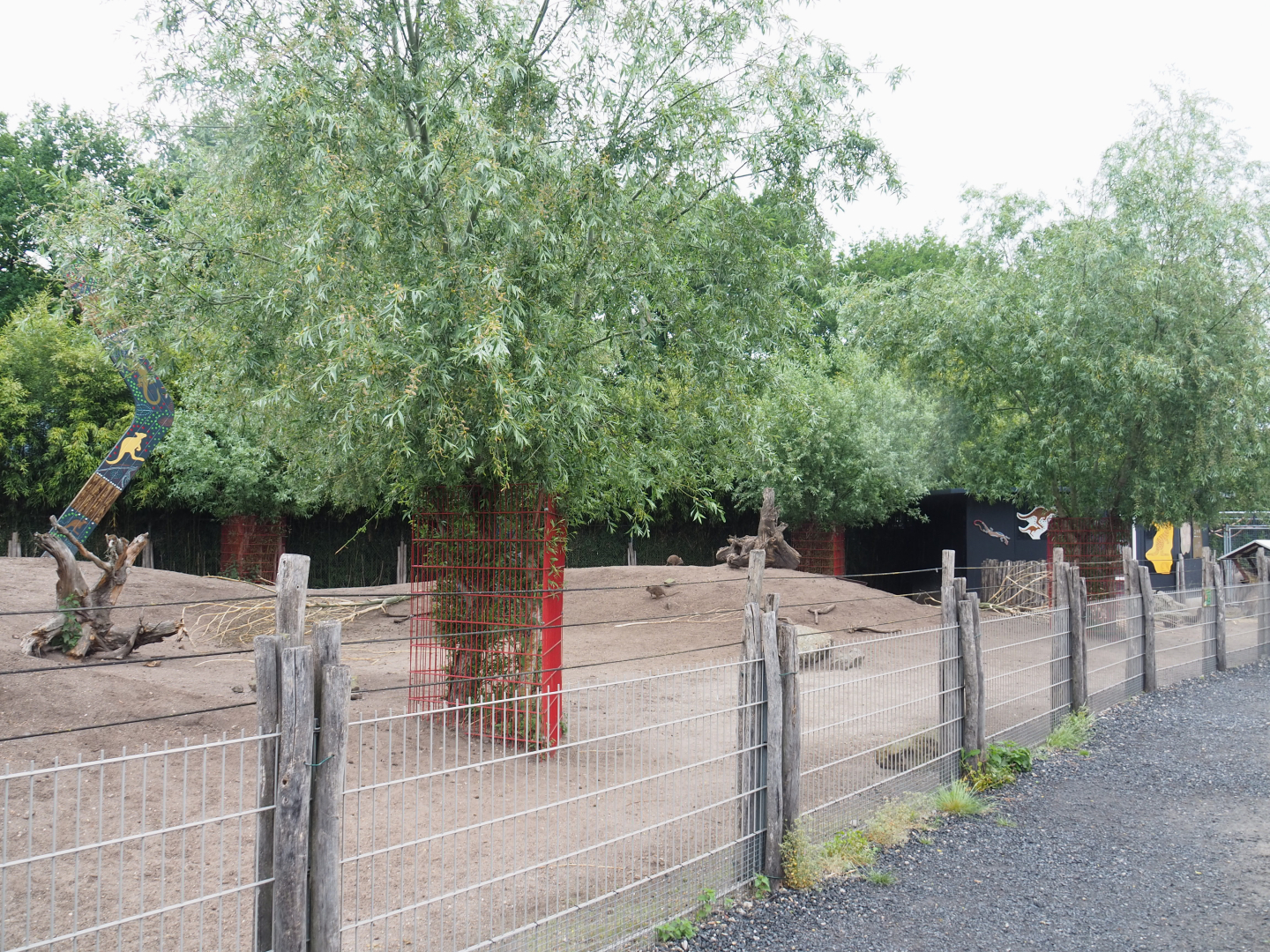 Eastern grey kangaroo and Parma wallaby paddock, 2022-05-17