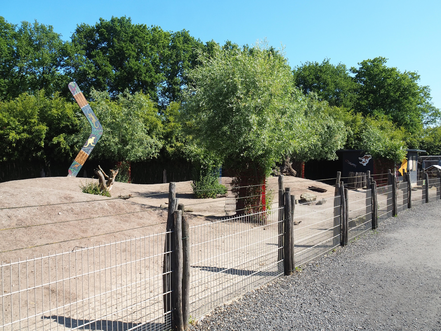 Eastern grey kangaroo and Parma wallaby paddock, 2023-05-31