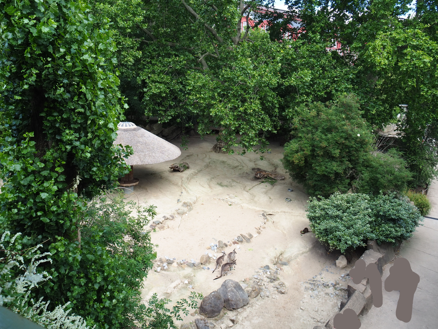 Eastern grey kangaroo and Parma wallaby paddock, seen from the porch of the Reptile house, 2020-06-28