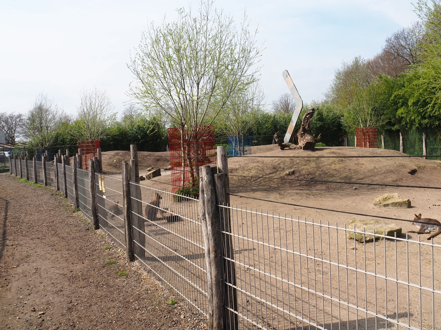 Eastern grey kangaroo and red-necked wallaby paddock, 2019-04-06