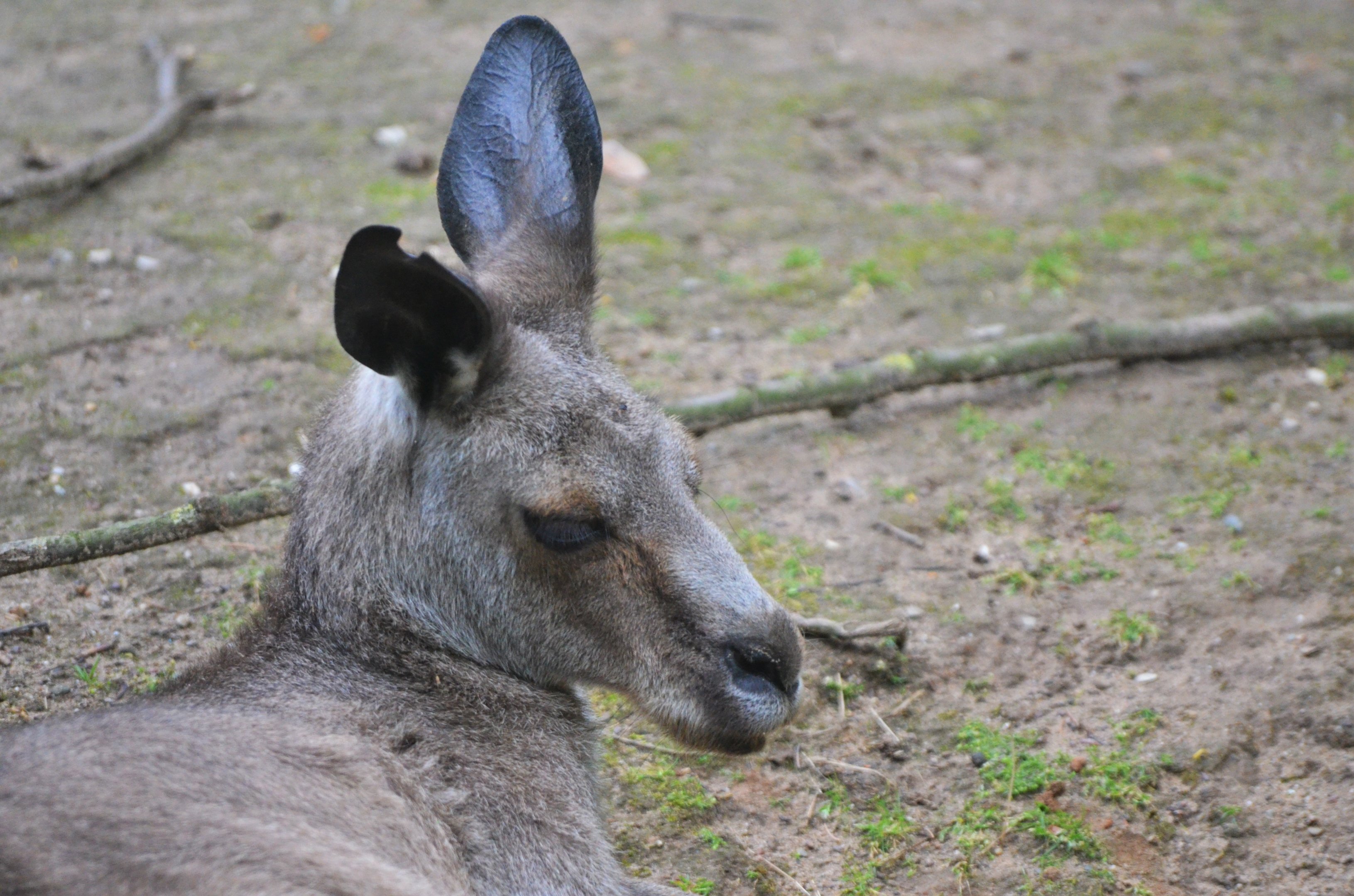 Eastern Grey Kangaroo at Krefeld, 15/06/19