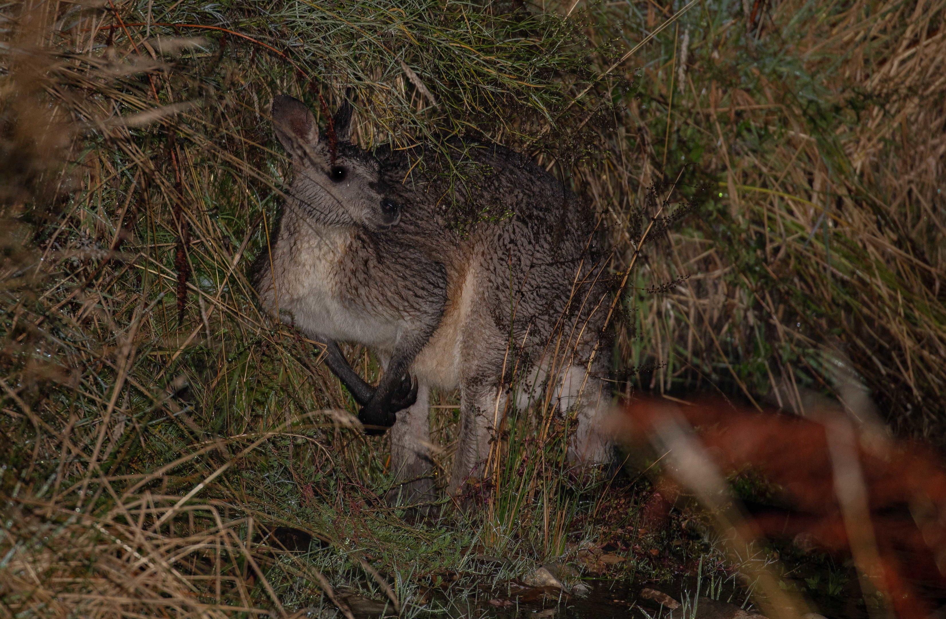 Eastern Grey Kangaroo at night (a rainy night)