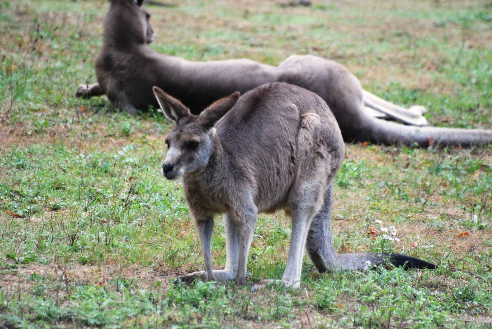 Eastern Grey Kangaroo at Nuremberg, 04/09/15