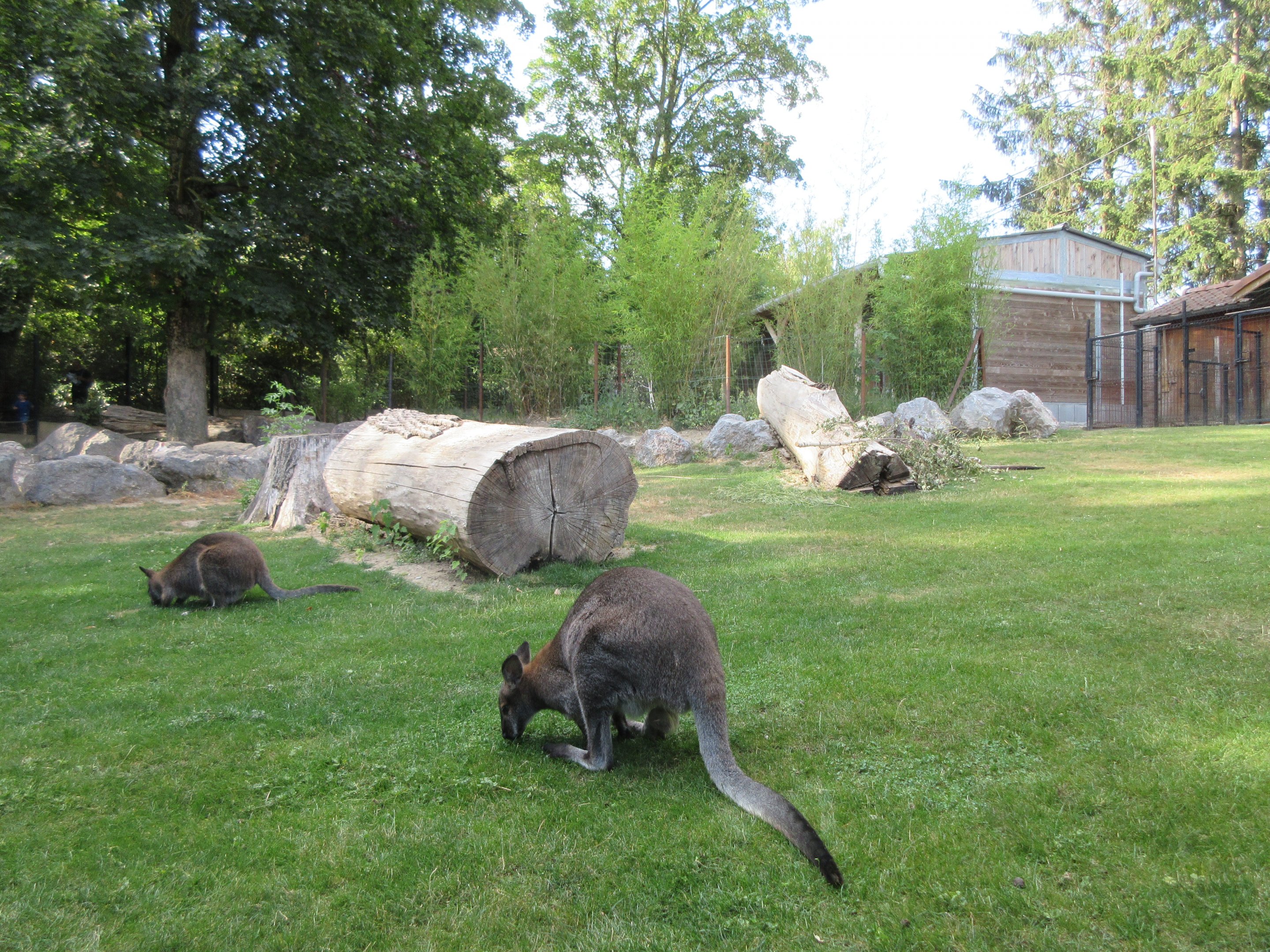 Eastern Grey Kangaroo/Bennett's Wallaby/Emu Exhibit