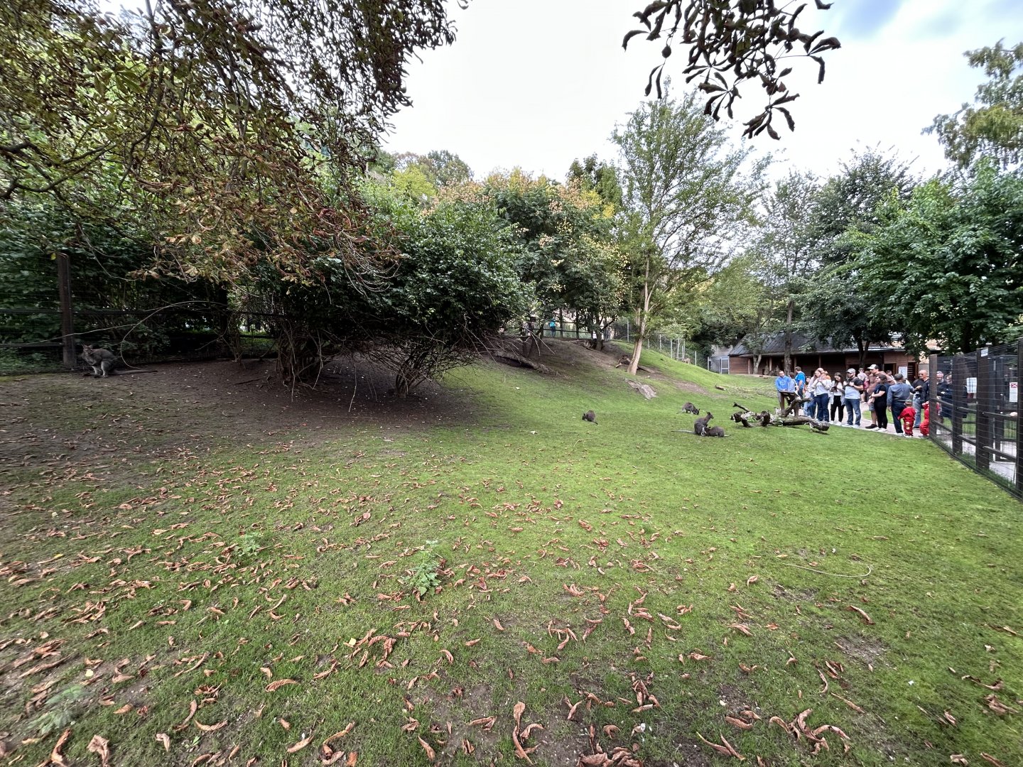 Eastern Grey Kangaroo & Bennett’s Wallaby Exhibit - Darwin Crater