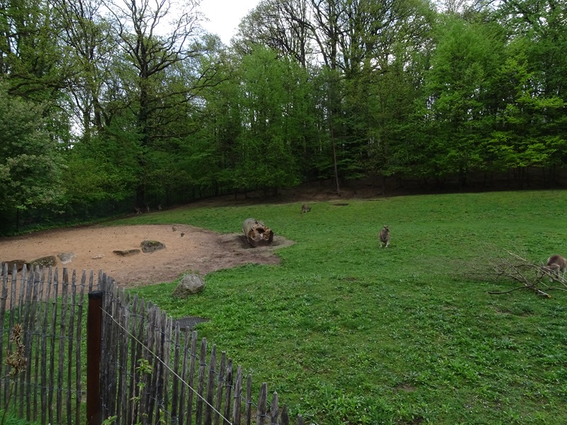 Eastern grey kangaroo & emu enclosure