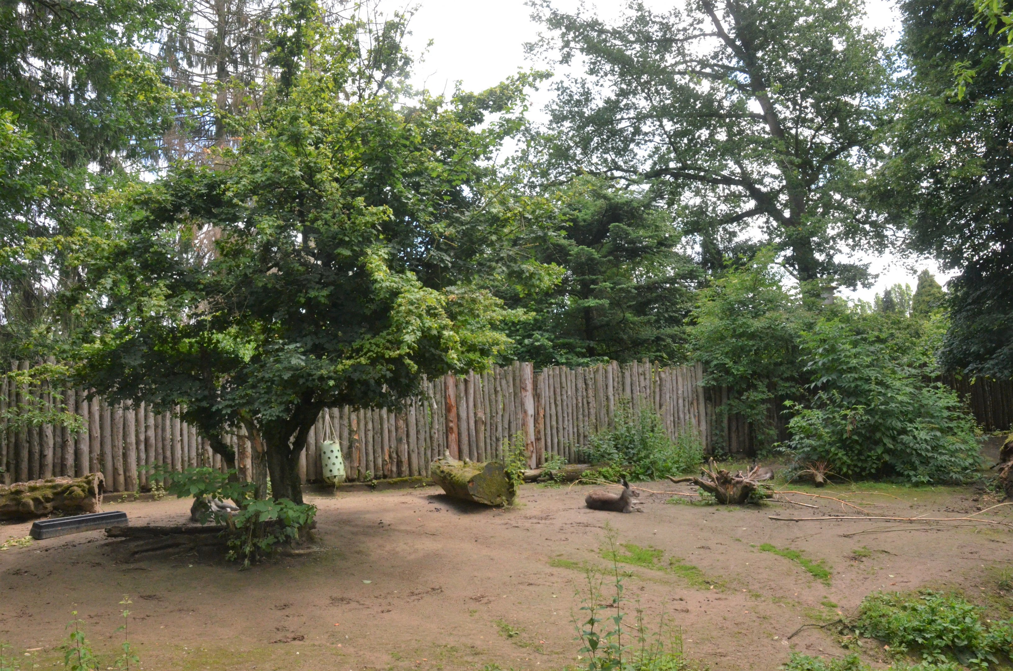 Eastern Grey Kangaroo Enclosure at Krefeld, 15/06/19