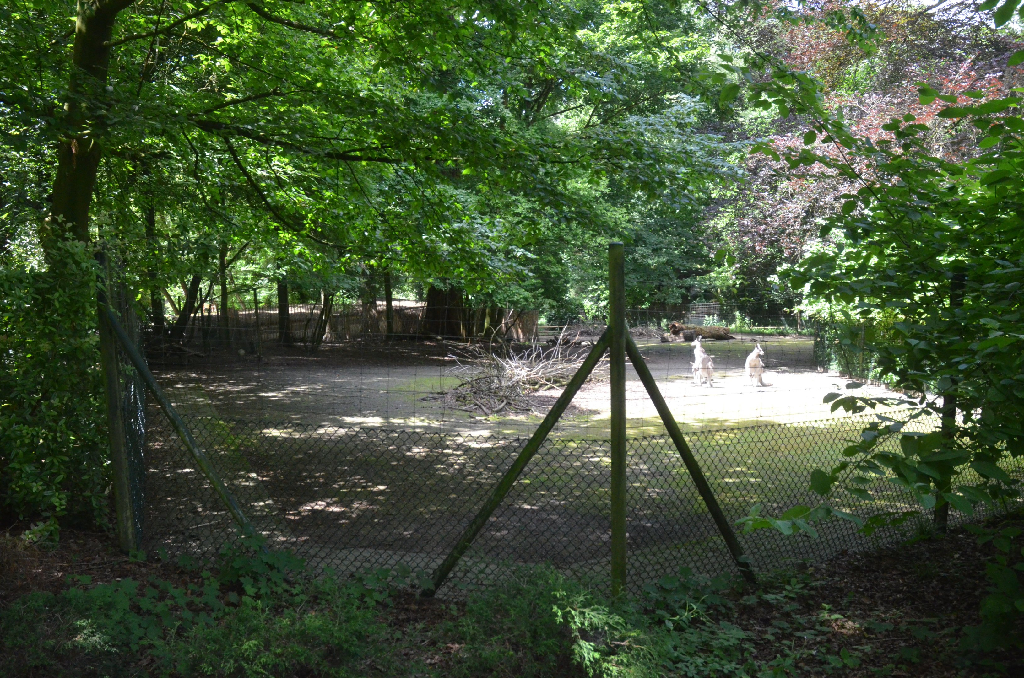 Eastern Grey Kangaroo Enclosure at Wuppertal, 16/06/19