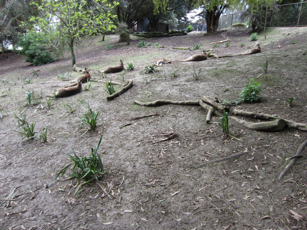 Eastern Grey Kangaroo enclosure