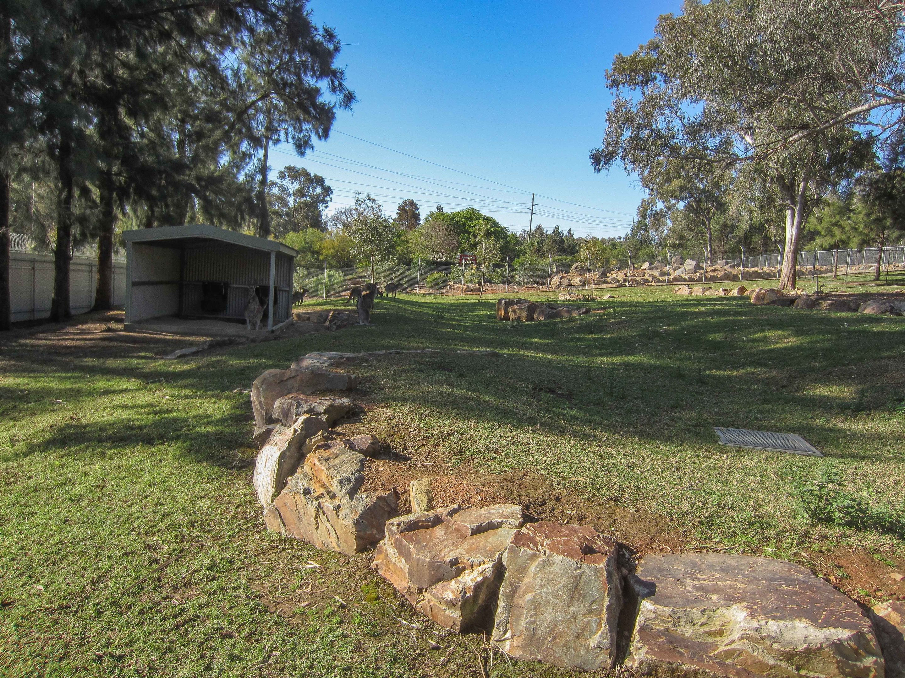 Eastern Grey Kangaroo enclosure