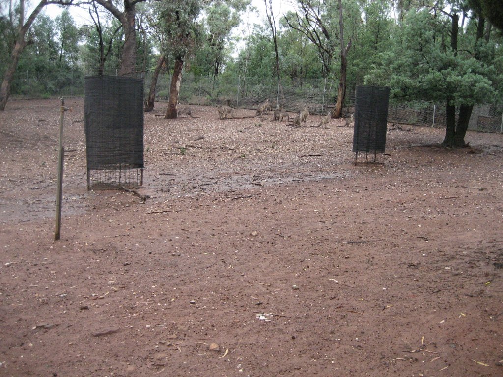 Eastern Grey Kangaroo Enclosure