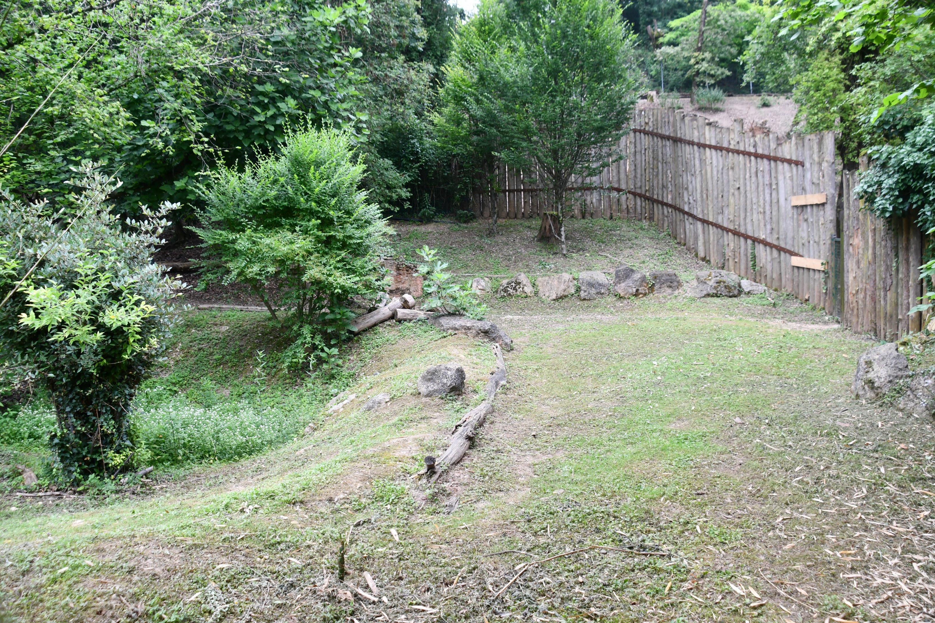 Eastern Grey Kangaroo exhibit (mixed with Black Swans)