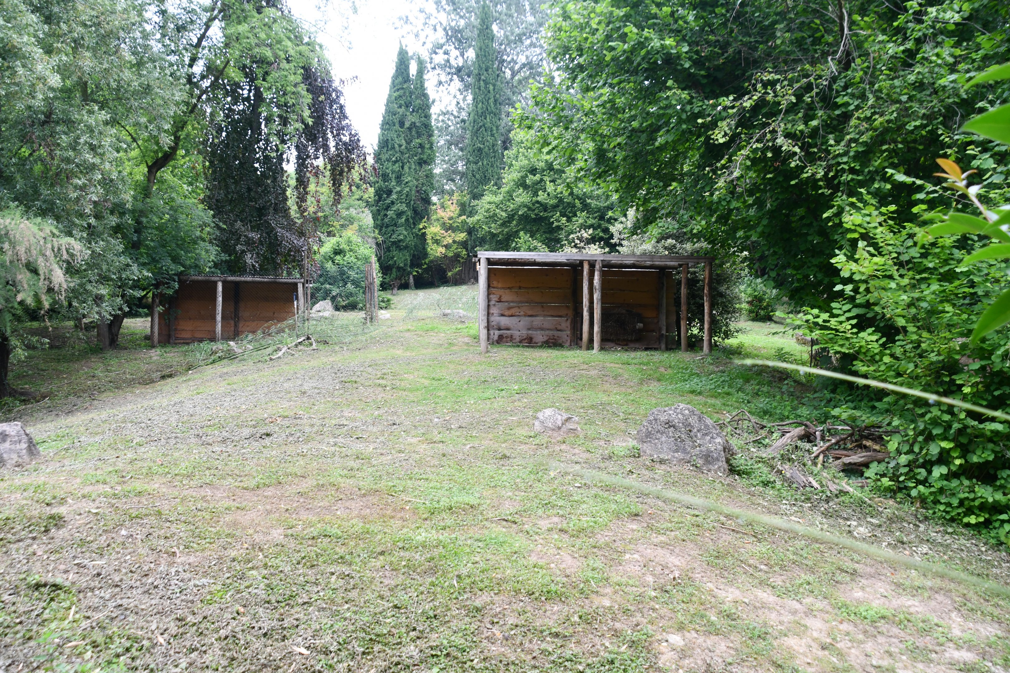 Eastern Grey Kangaroo exhibit (mixed with Black Swans)