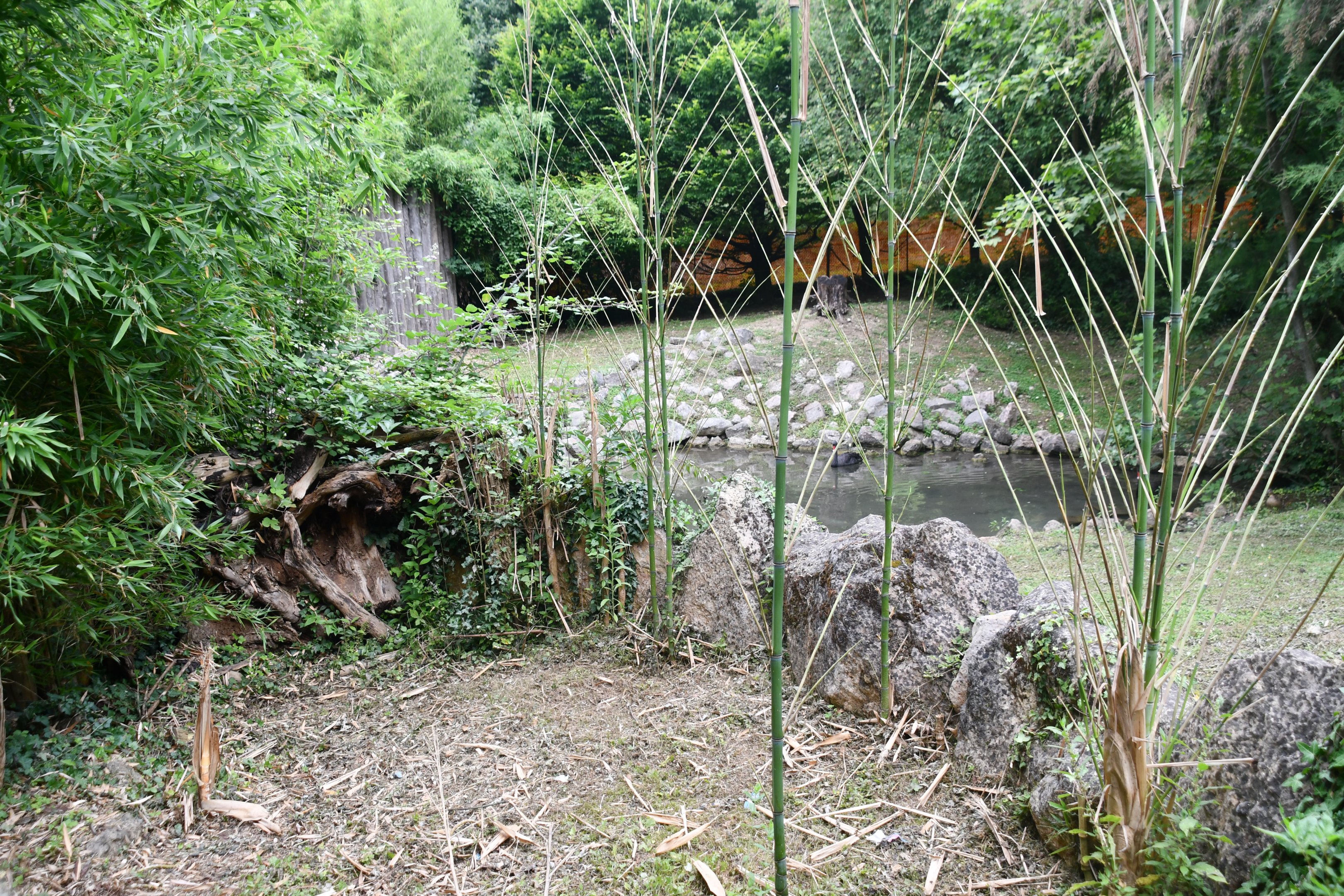 Eastern Grey Kangaroo exhibit (mixed with Black Swans)