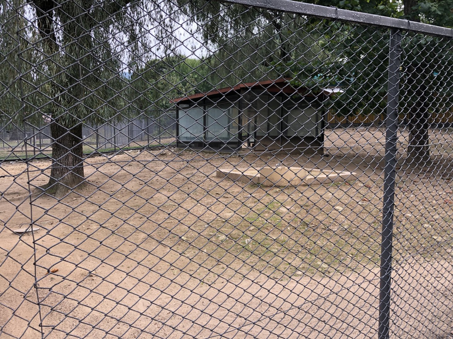 Eastern Grey Kangaroo Exhibit