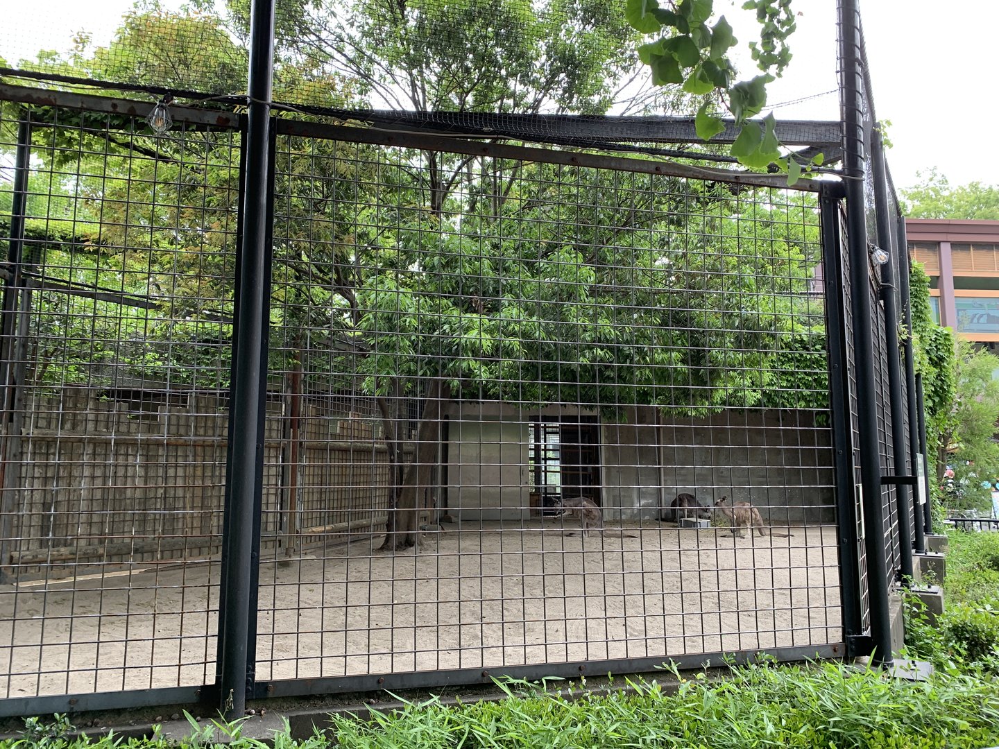 Eastern Grey Kangaroo Exhibit
