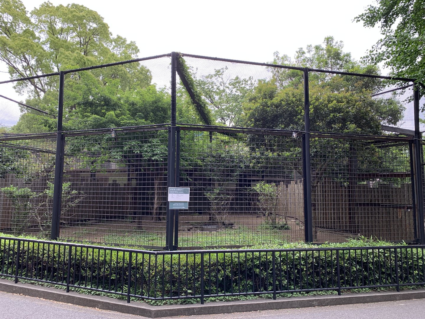 Eastern Grey Kangaroo Exhibit