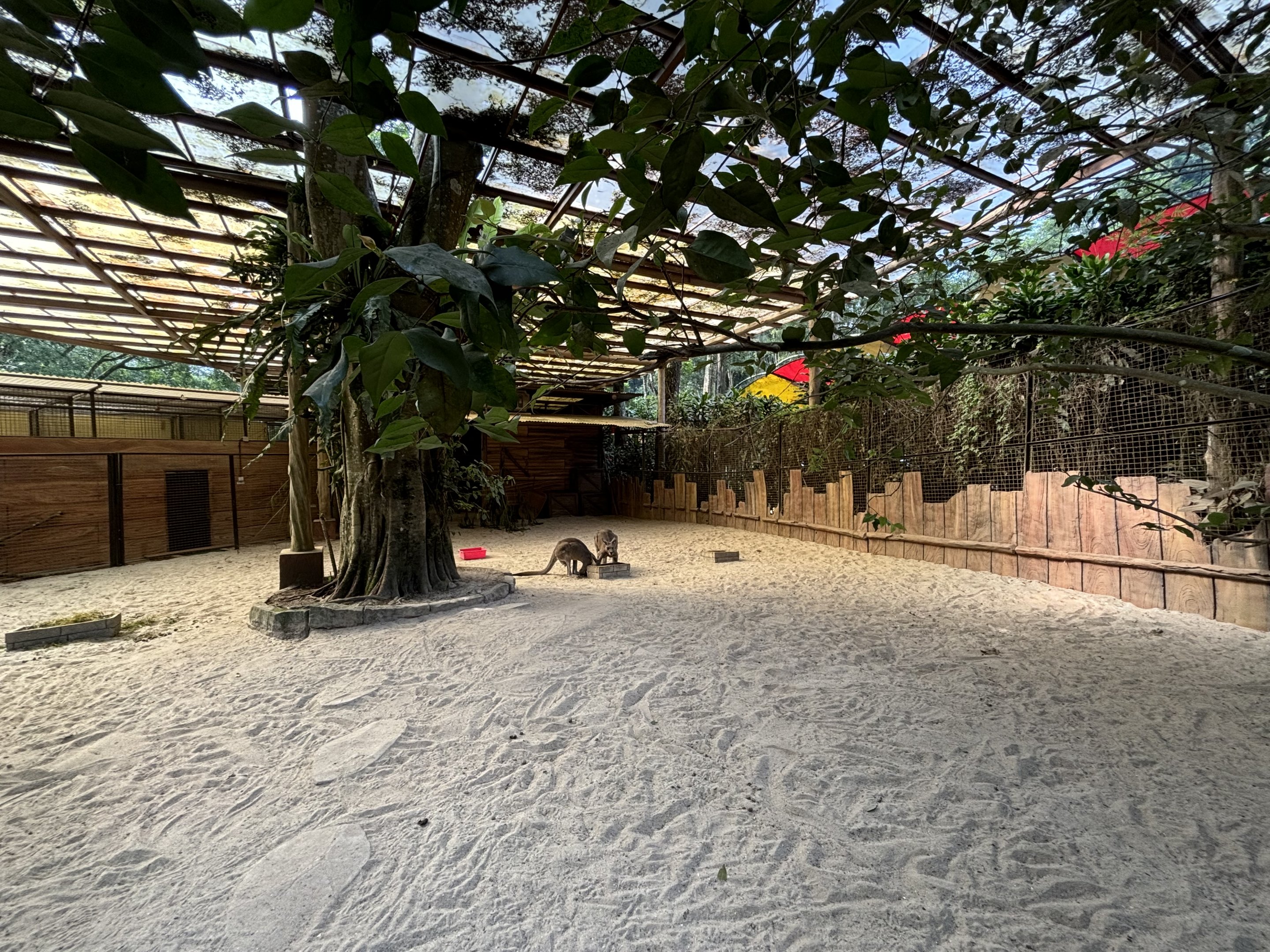 Eastern Grey Kangaroo Exhibit